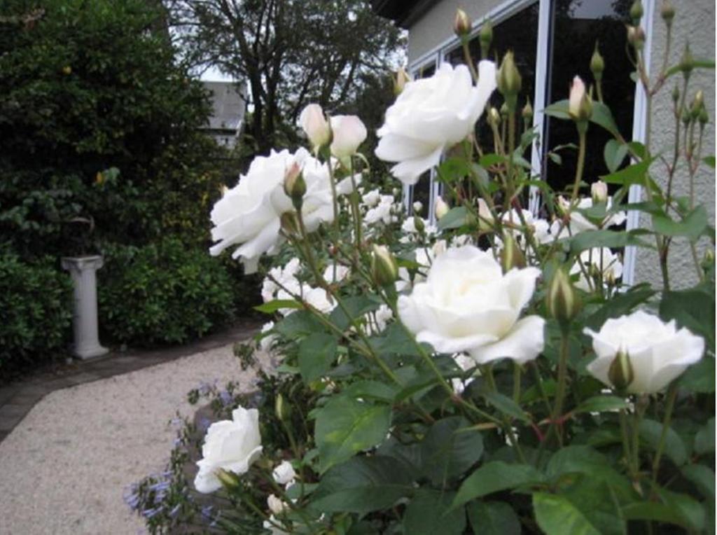 Finlay Banks Boutique Bed & Breakfast Christchurch Luaran gambar
